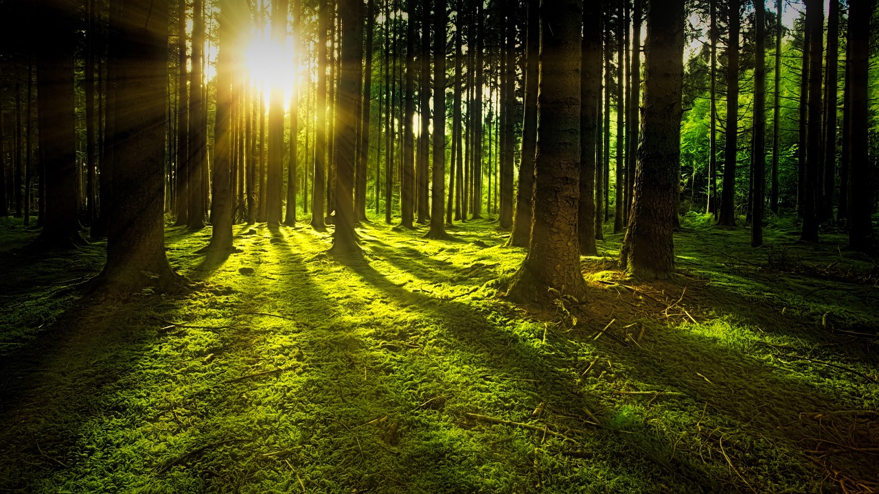Foreste Foreste