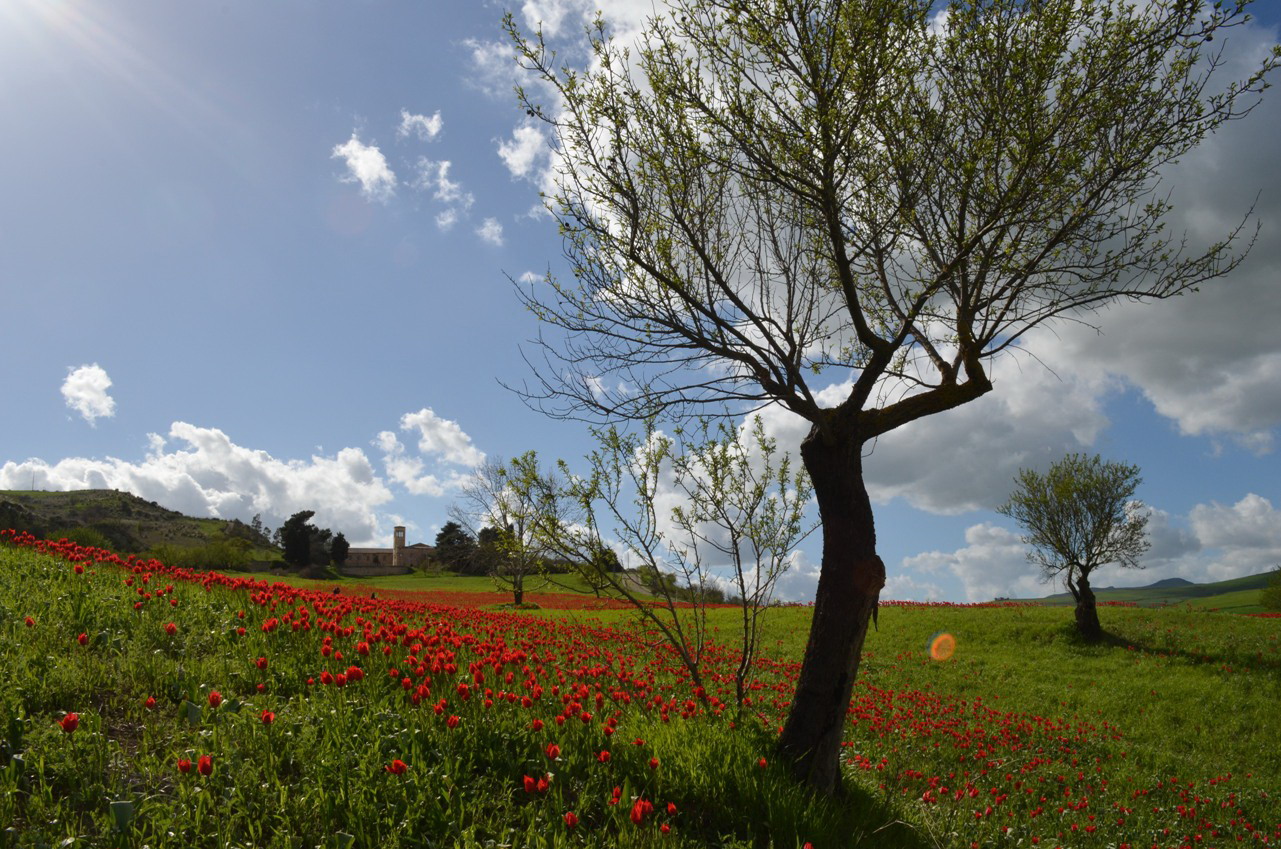 Campo di Tulipani